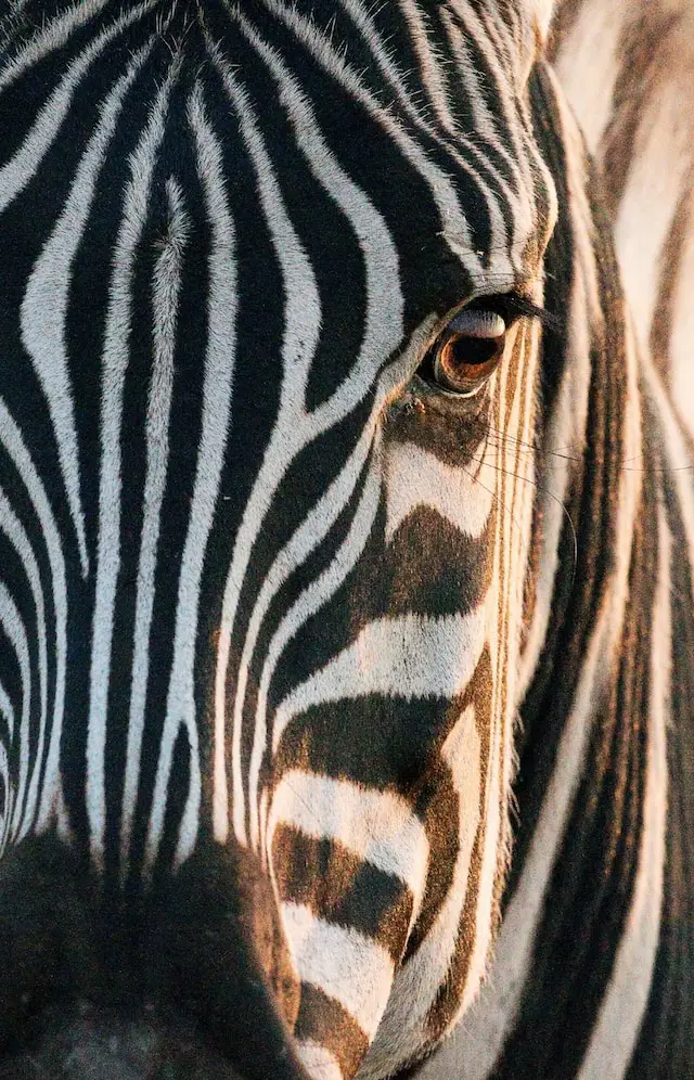 The plural of zebra is zebras or zebra